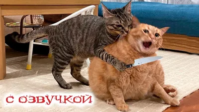 😹Коты 2022 смешные котики. 😹Приколы с котами до слез. Я СМЕЯЛСЯ ПОЛЧАСА  😹Funny cats tiktok 2022-2021 - YouTube