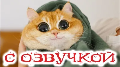 kotik) | Funny cute cats, Pretty cats, Cute cats