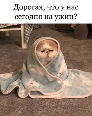 Смешные коты осенью - 66 фото