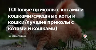 Смешные картинки про котов и собак - 69 фото