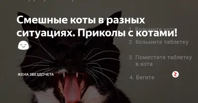 Приколы с котами || Кот влюблённый в пылесос || Смешные коты - Coub - The  Biggest Video Meme Platform