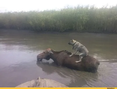 фото без подписи / смешные картинки и другие приколы: комиксы, гиф  анимация, видео, лучший интеллектуальный юмор.