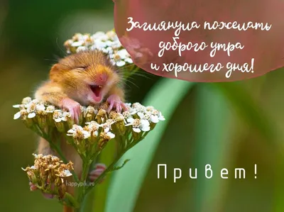 С добрым утром - прикольные, смешные, позитивные | Cute animal memes,  Comedy wildlife photography, Funny animal pictures