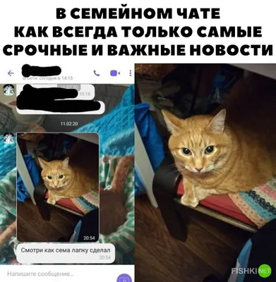 Смешные стишки на картинках