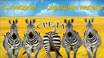 Это среда, мои чуваки» - 7 смешных комиксов, вдохновленных известным мемом  о наступлении среды | Смешные картинки | Дзен