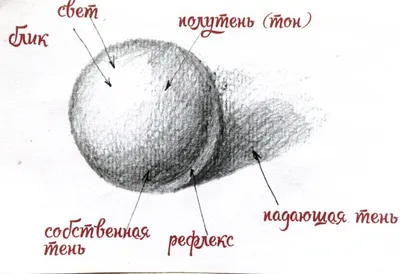 Рефлексы, светотень и цвет тени Тема 13