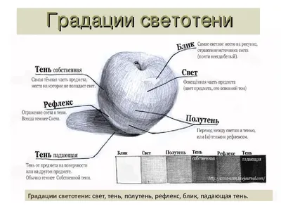 Диссертация на тему \"Методические аспекты освоения закономерностей светотени  и тональных отношений в рисунке : На примере работ студентов 1-2 курсов  художественно-графических факультетов педагогических университетов\",  скачать бесплатно автореферат по ...