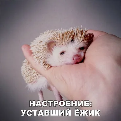 Пин от пользователя aparfent на доске Hedgehog в 2023 г | Веселые картинки,  Ежики, Счастливые картинки