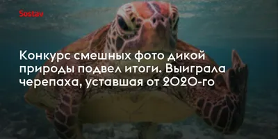 https://dzen.ru/a/ZY_aTEOOuwmHJCt3