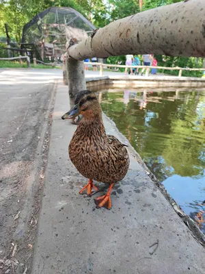 Pin op Birds: Asian