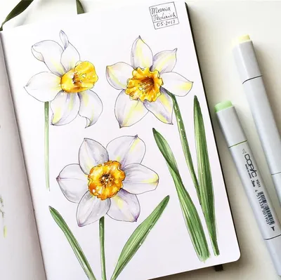 Narcissus sketches 🌾🌿🌱Весенние цветы продолжают расцветать в моем  блокноте, а за окном не кончается весенний сне… | Артбуки, Маркеры copic,  Цветочные иллюстрации