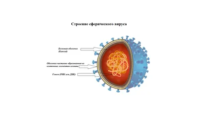 Конкурс рисунков «Я вирусов не боюсь»