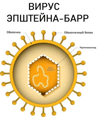 вирус раскраски мультфильм коронавирус наброски эскиз рисунок вектор PNG , вирус  рисунок, контур вируса, эскиз вируса PNG картинки и пнг рисунок для  бесплатной загрузки