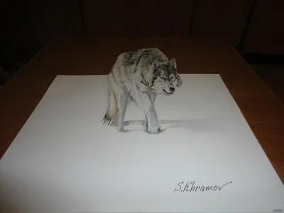 Как нарисовать ВОЛКА карандашом поэтапно / Урок рисования Wolf drawing -  YouTube