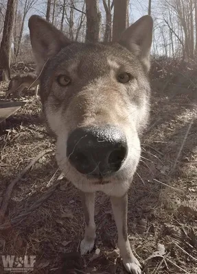 Волк нашёл фотоловушку 😎 | Смешные фотографии животных, Смешные морды  животных, Фотографии животных