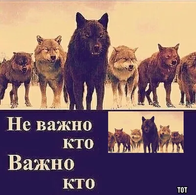 Нужно идти! Кто-то прилег на краю» - 7 смешных комиксов про волков от  разных авторов | Смешные картинки | Дзен