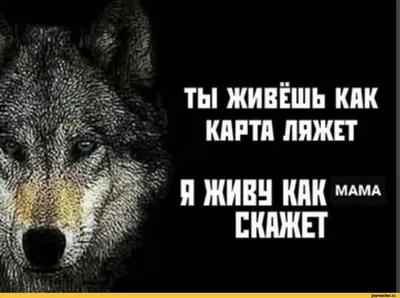 смешной волк иллюстрация вектора. иллюстрации насчитывающей смешно -  22185436