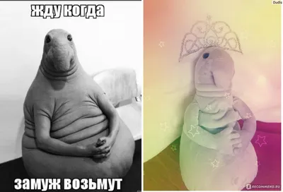 Собака ждун - 76 фото