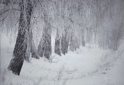 Зима в январе. / Зима в январе. / Фотография на PhotoGeek.ru